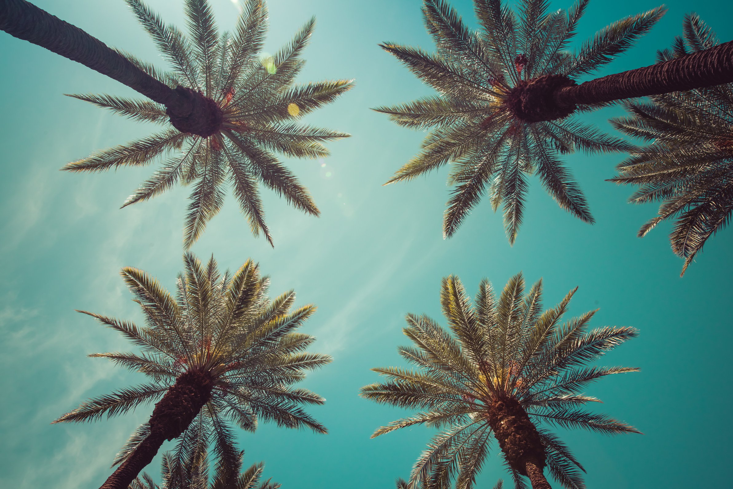 Palm Trees - Vintage palm trees with lens flare